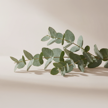 Orbby Aromatic Wood Refills – 10g - Eucalyptus