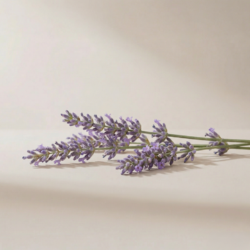 Orbby Aromatic Wood Refills – 10g - Lavender